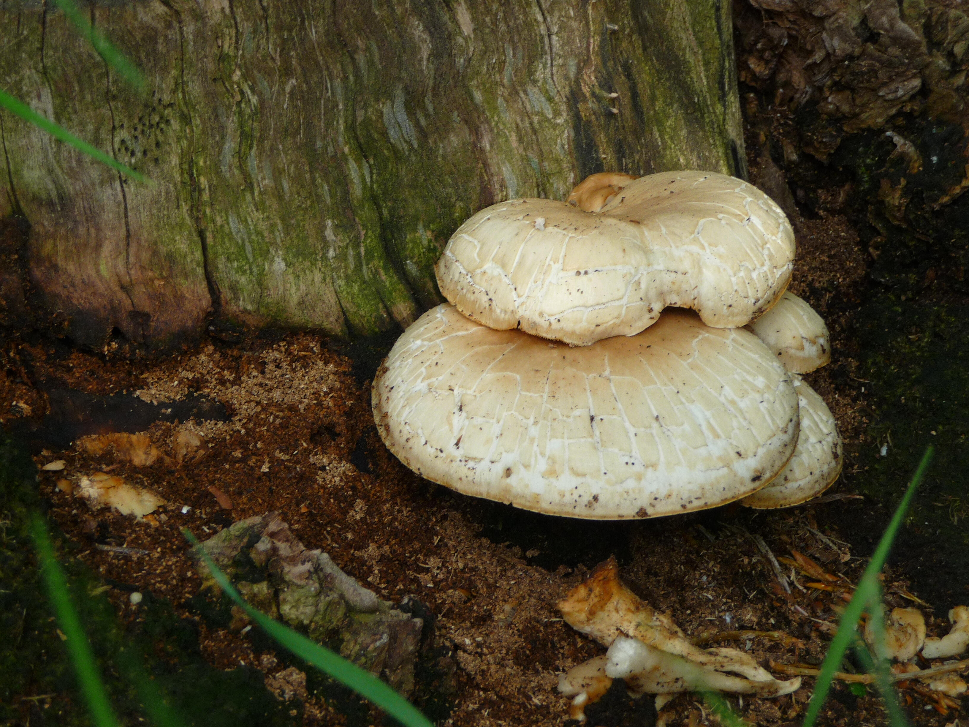 "Mushroom cluster at Brookview"