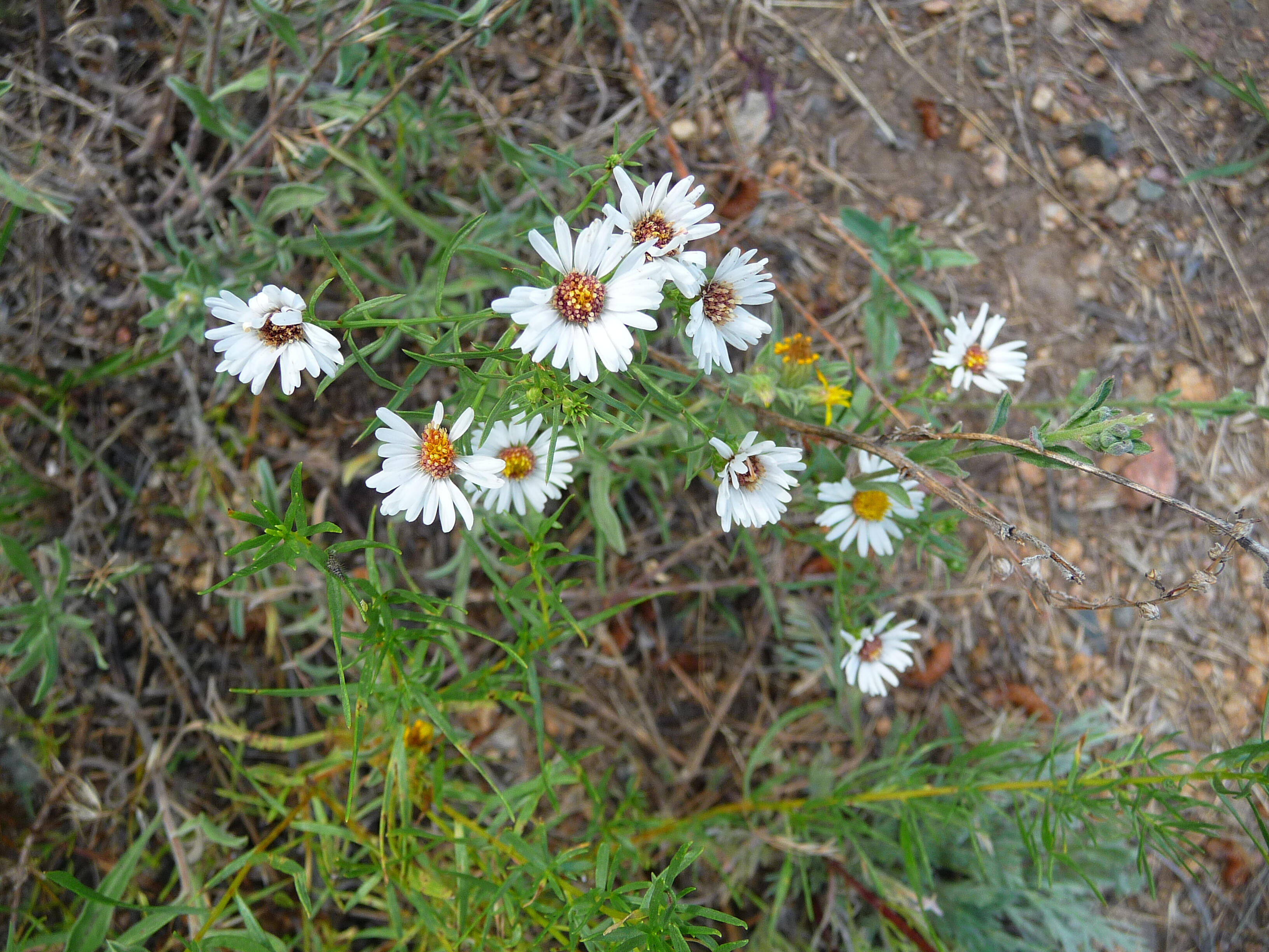 "Wild Daisies"