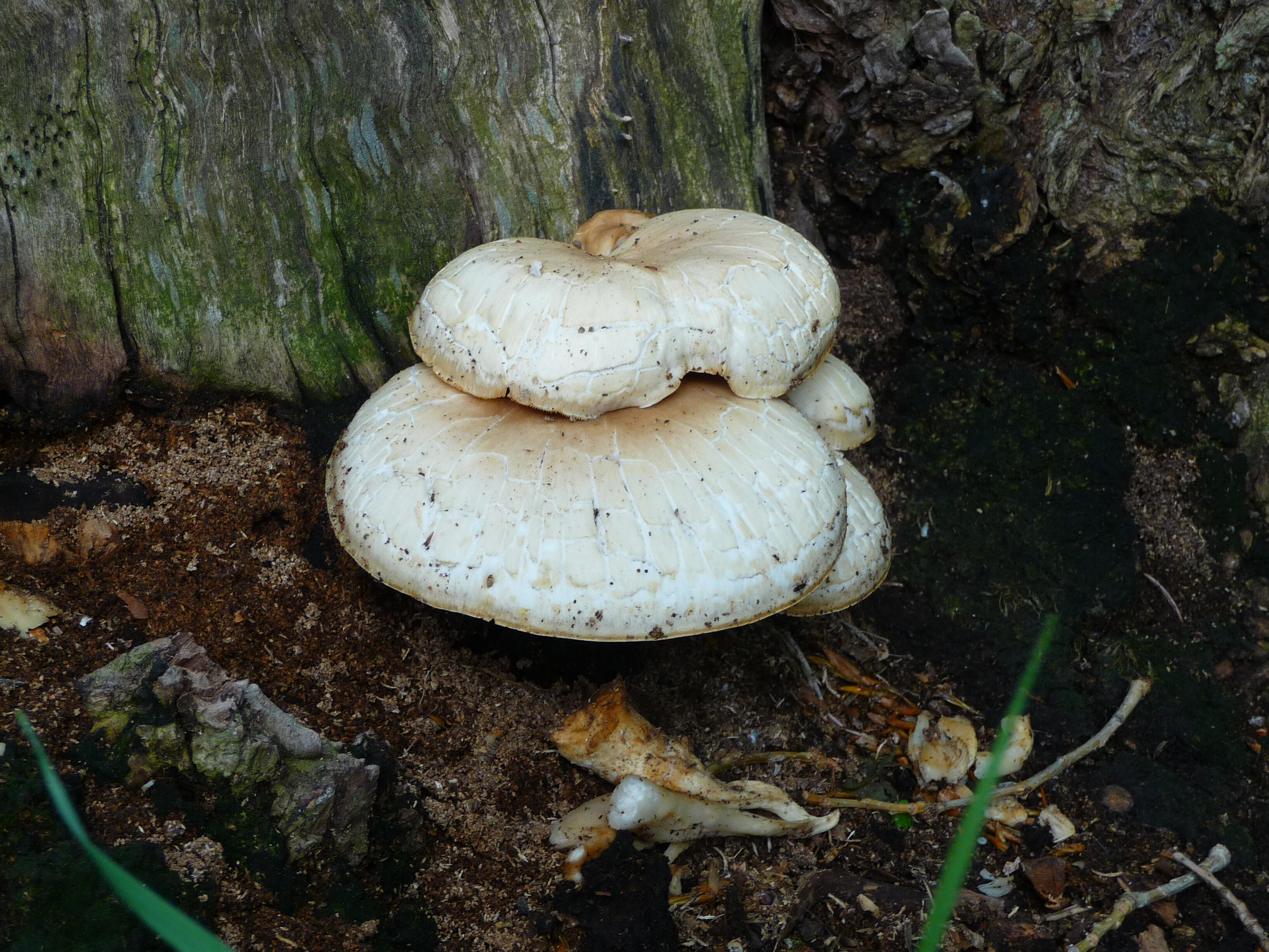 "Mushroom cluster at Brookview"