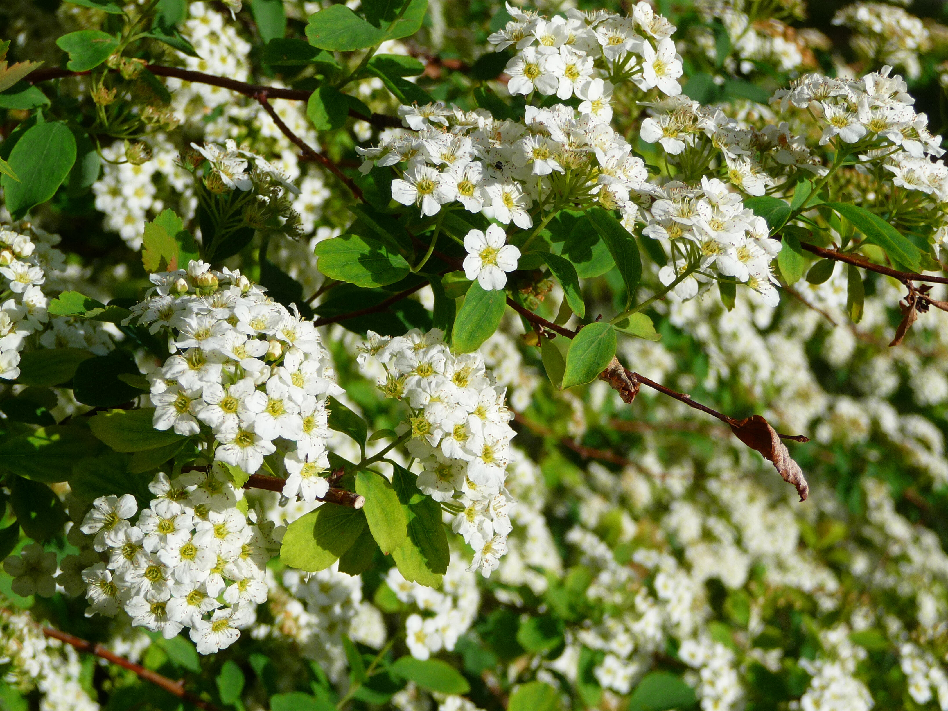 "Brookview spirea"