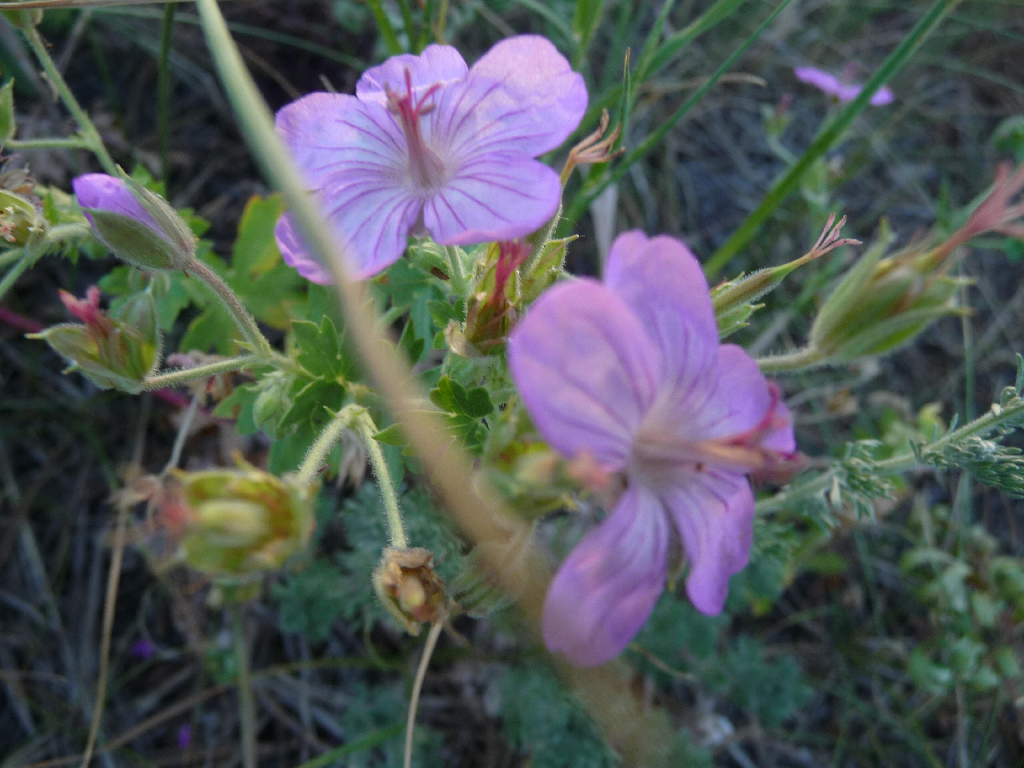 "Flower Blossoms in Redfeather"